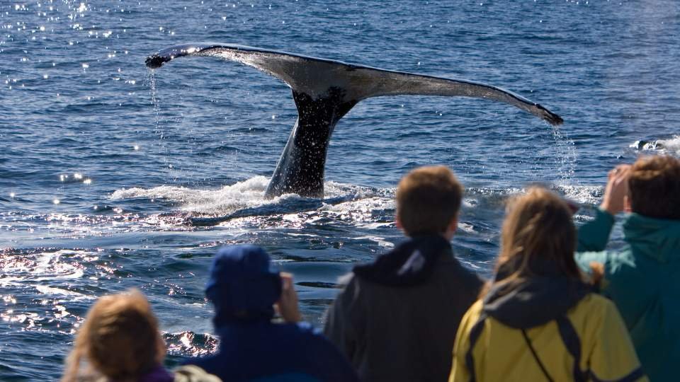 Whale tail diving near boat with spectators.