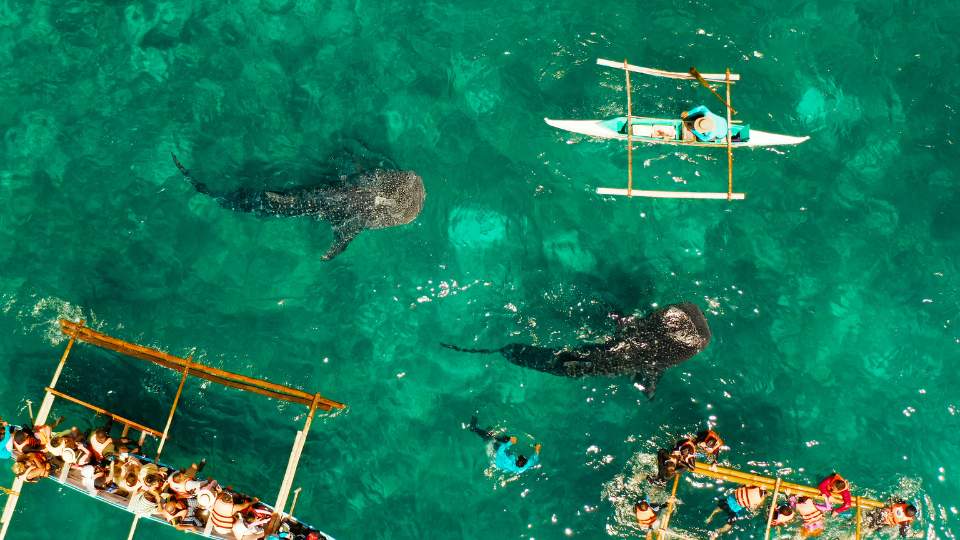 Swimming with Whales