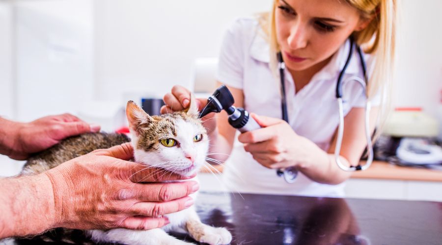 local-seo-for-veterinary-clinics