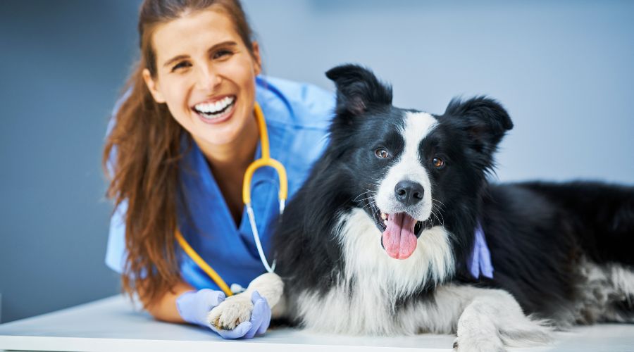 local-seo-for-veterinary-clinics