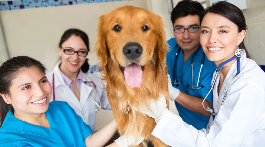 Veterinarians with a happy golden retriever at clinic.