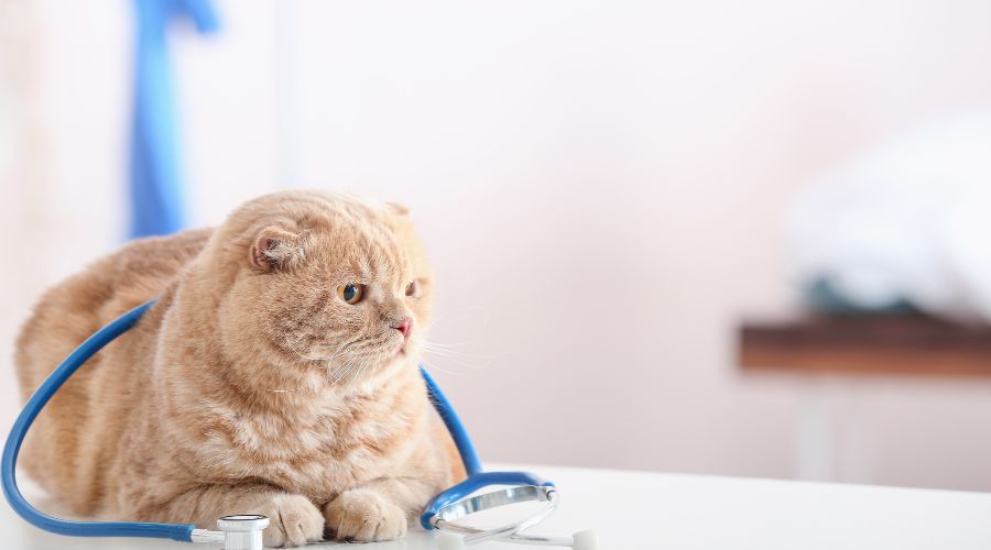 Cat with stethoscope on veterinary table.