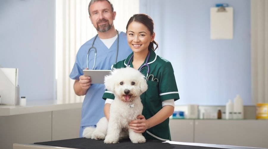 email-marketing-for-vets