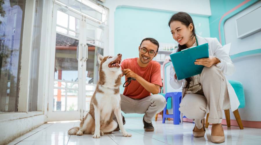 veterinary-reputation-management