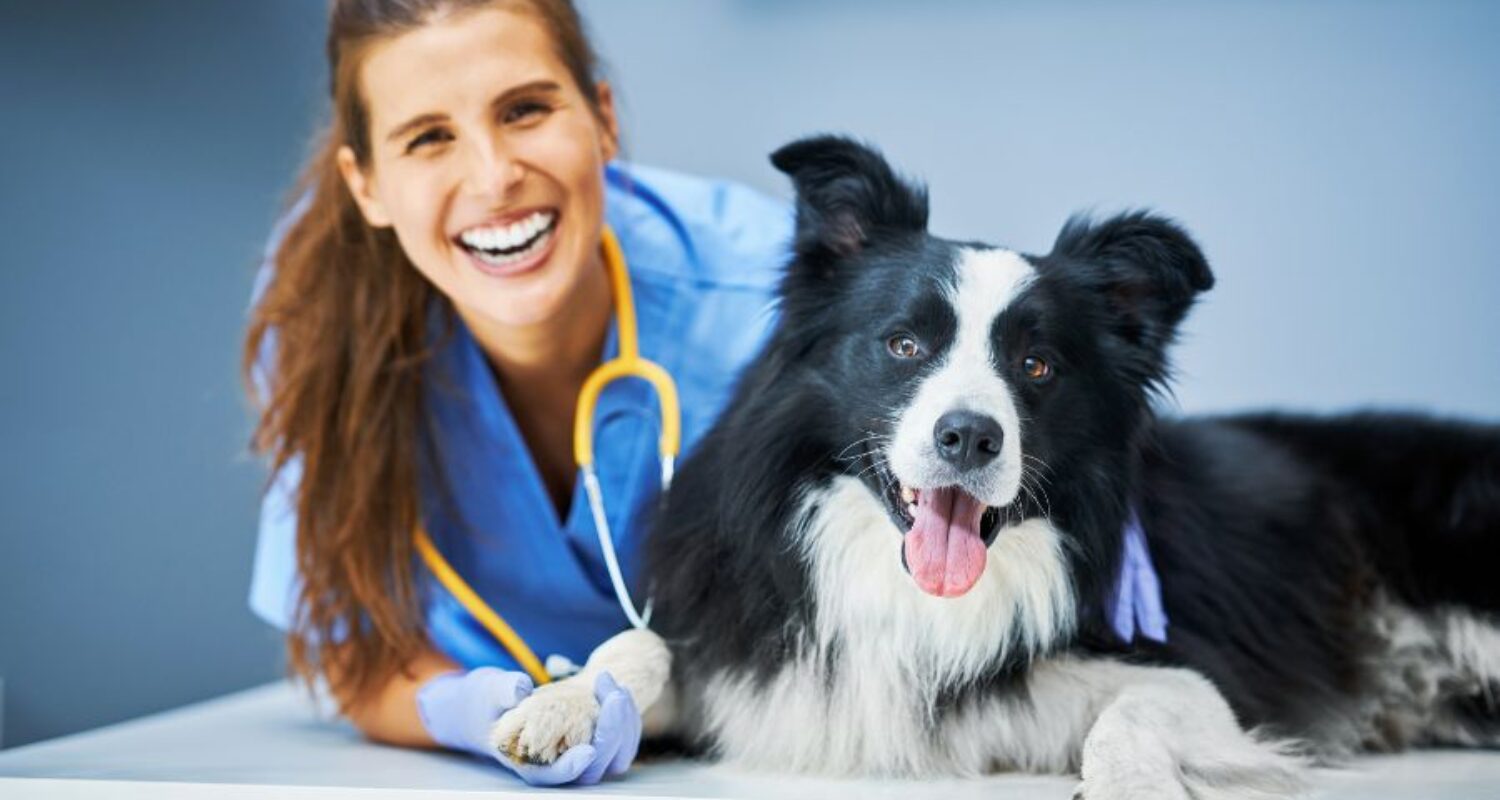 local-seo-for-veterinary-clinics